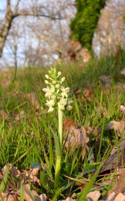 Dactylorhiza romana in una splendida variabilit - provincia di Caserta marzo 2019